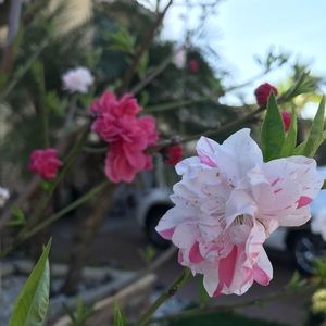 Meet your Posher, Thao